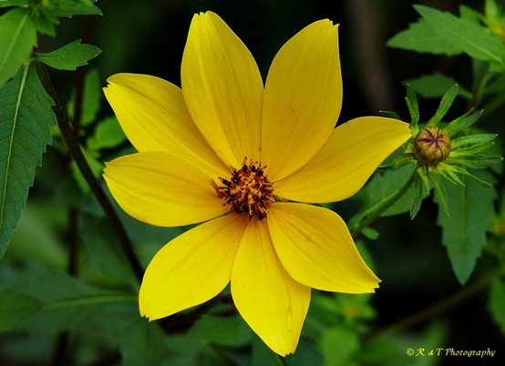 {Bidens polylepis}